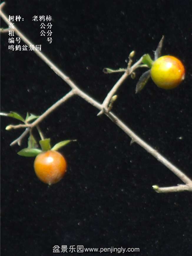 GEDC3960.jpg