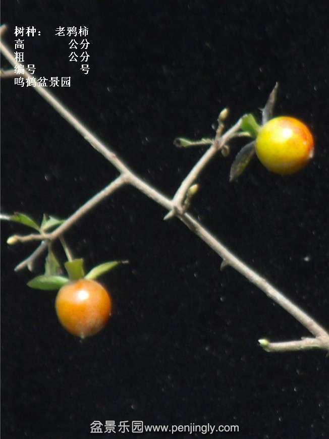 GEDC3961.jpg