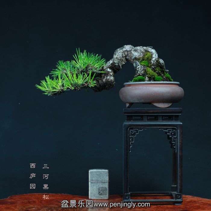 bonsai15101408.jpg