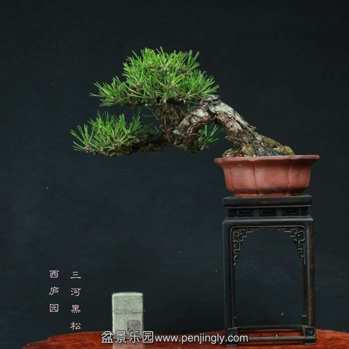 bonsai15101404.jpg