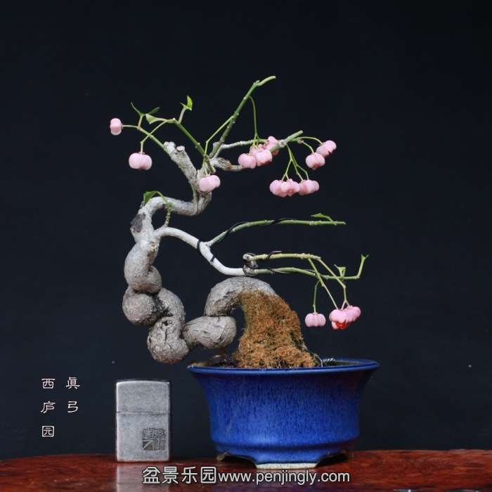 bonsai15101910.jpg