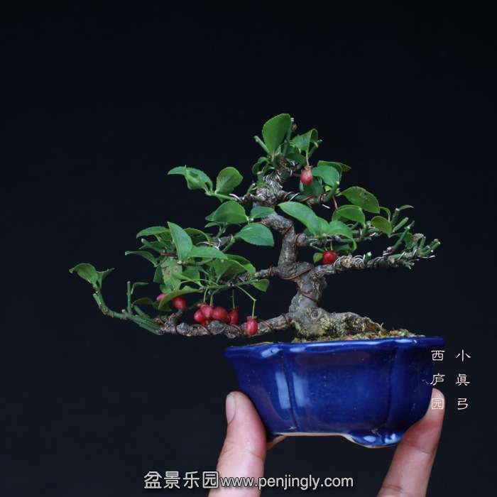 bonsai15101925.jpg