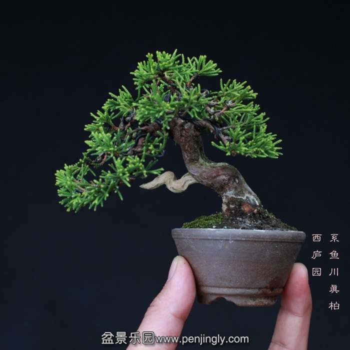 bonsai15101920.jpg