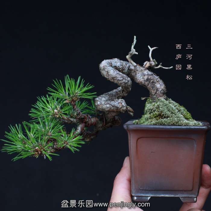 bonsai15101936.jpg