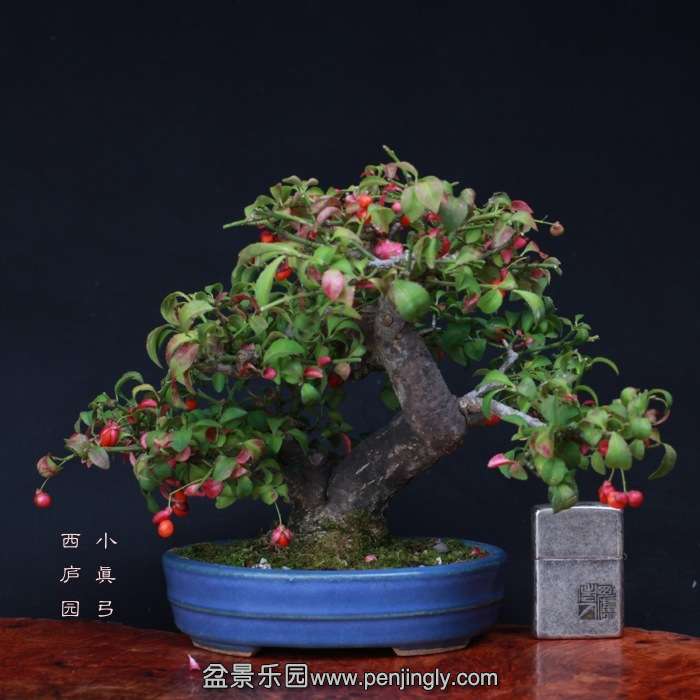 bonsai15101939.jpg