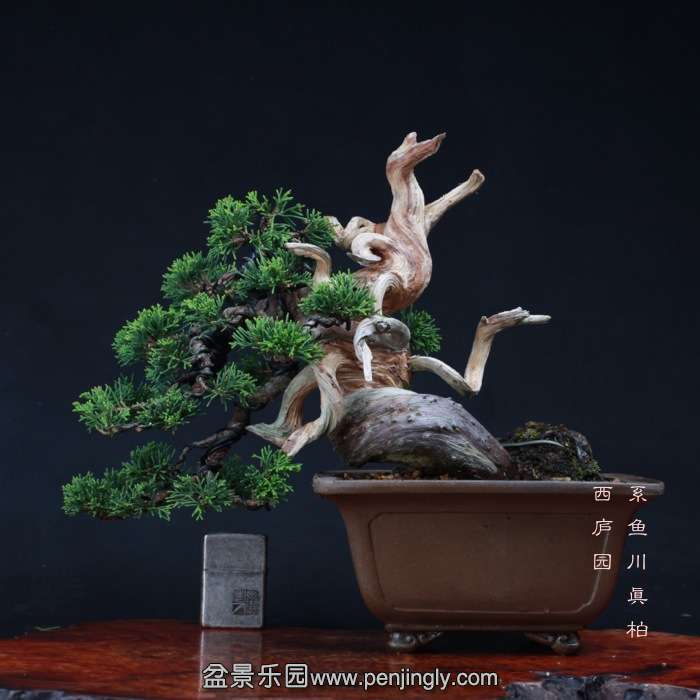 bonsai15101952.jpg