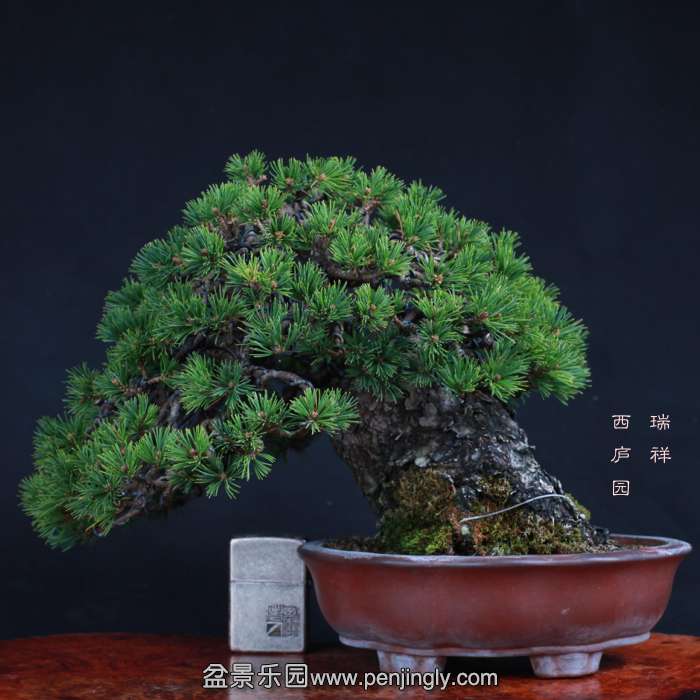 bonsai15102311.jpg