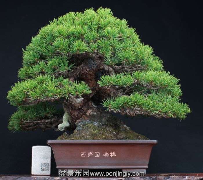 bonsai151023B2.jpg