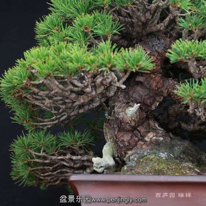 bonsai151023B3.jpg