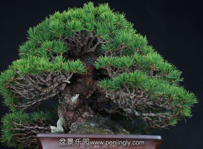 bonsai151023B7.jpg