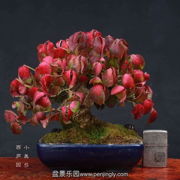 bonsai15110433.jpg