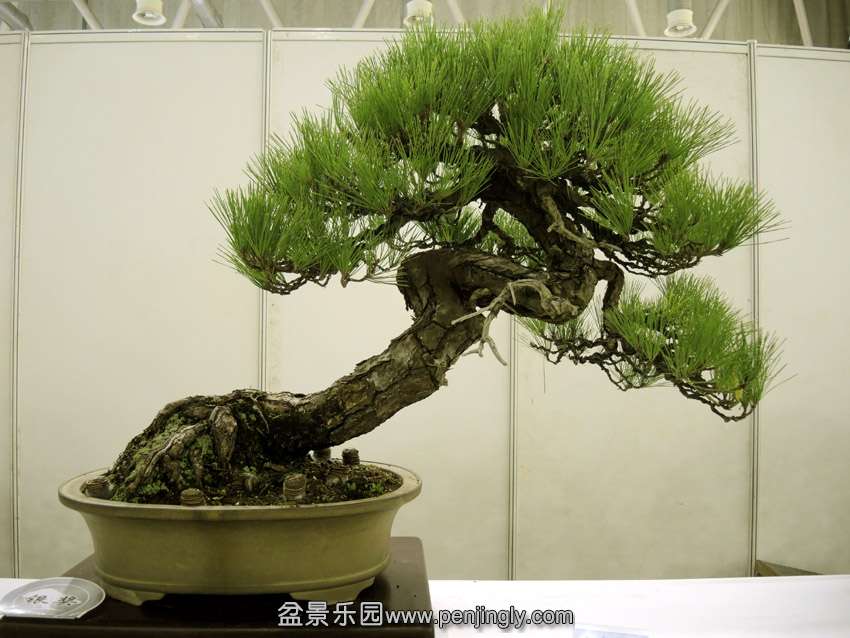 DSCN7467.jpg