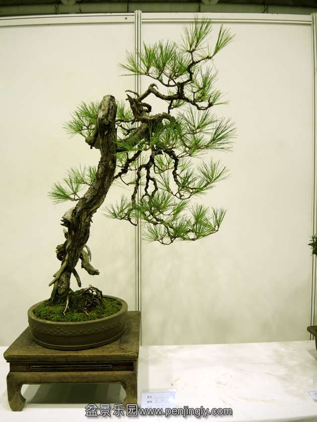 DSCN7572.jpg