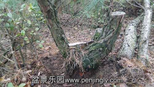 IMG_20151114_145521.jpg