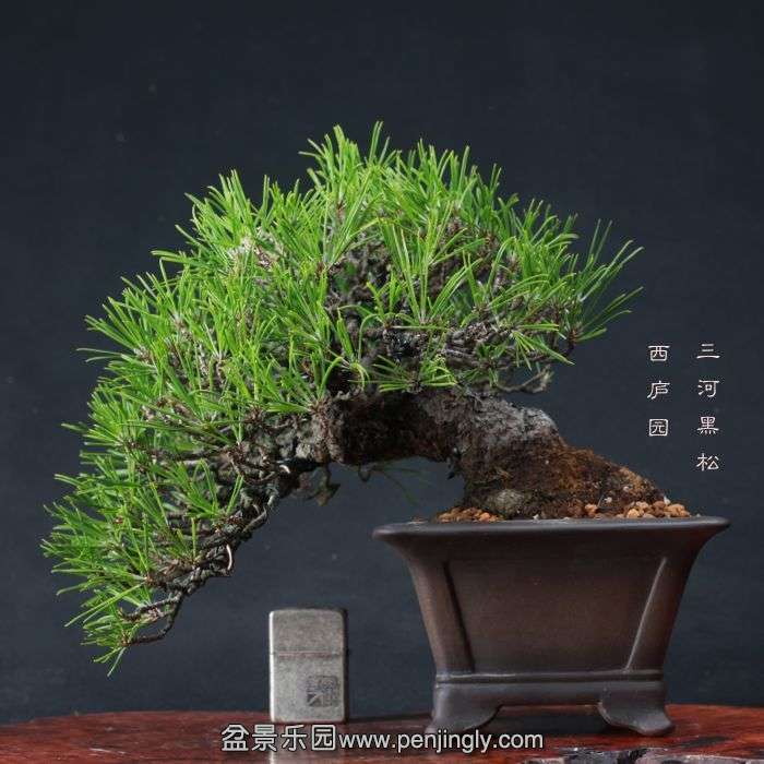 bonsai15111406.jpg