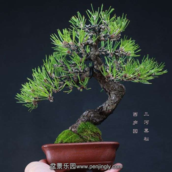 bonsai15111403.jpg