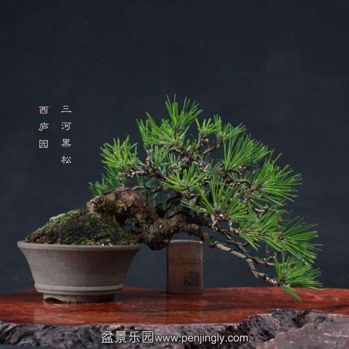 bonsai15111409.jpg