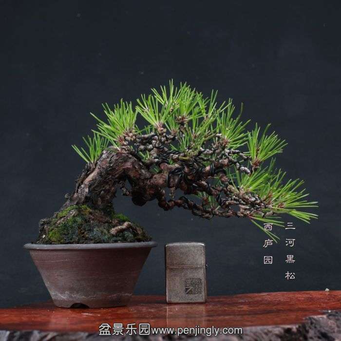 bonsai15111412.jpg