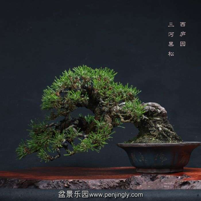 bonsai15110605.jpg