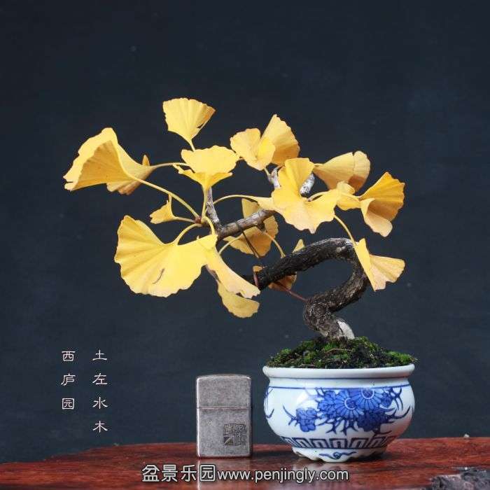 bonsai15111421.jpg