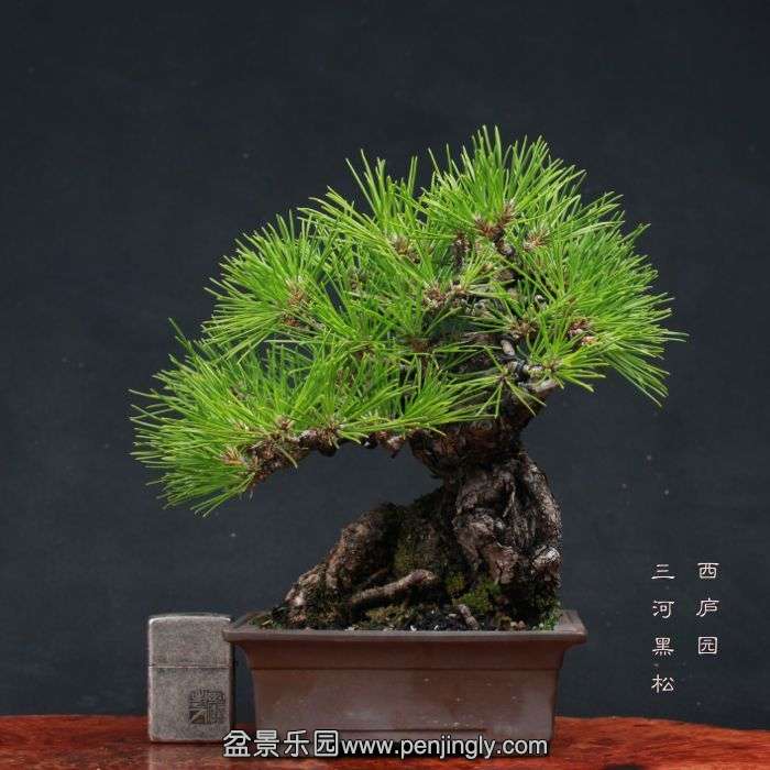 bonsai15110613.jpg