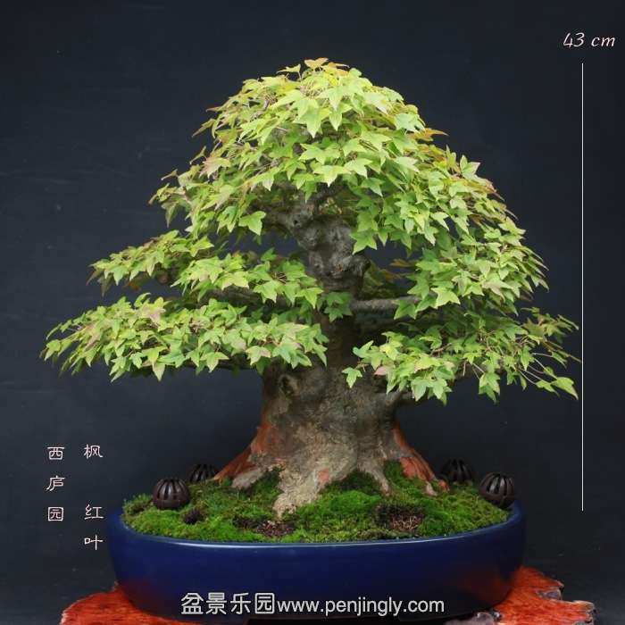 bonsai0511091.jpg