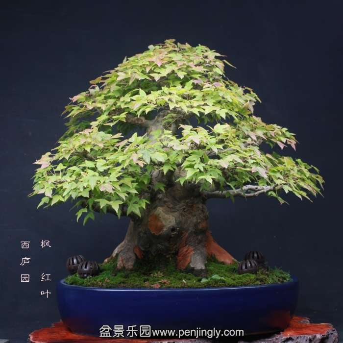 bonsai0511094.jpg