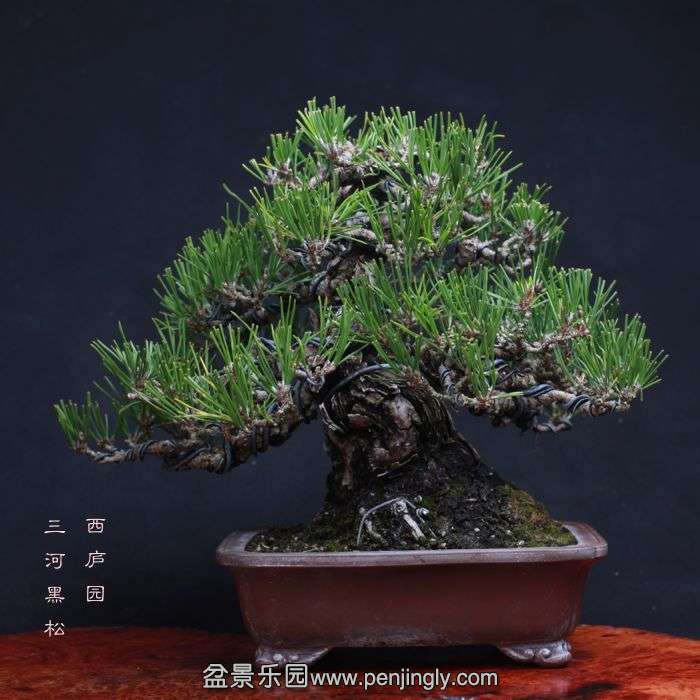 bonsai15110603.jpg