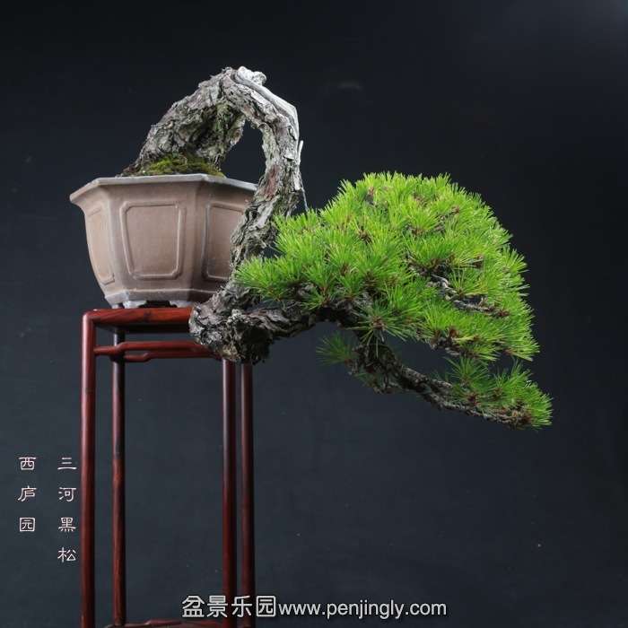 bonsai1511135.jpg