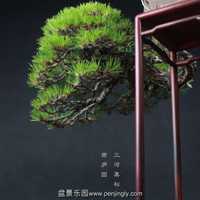 bonsai1511133.jpg