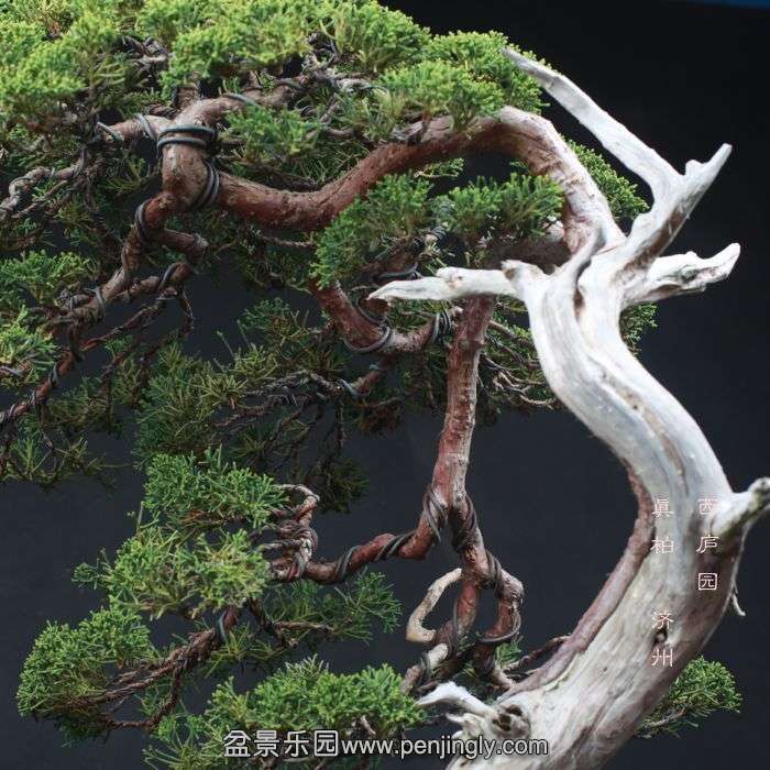 bonsai15110619.jpg