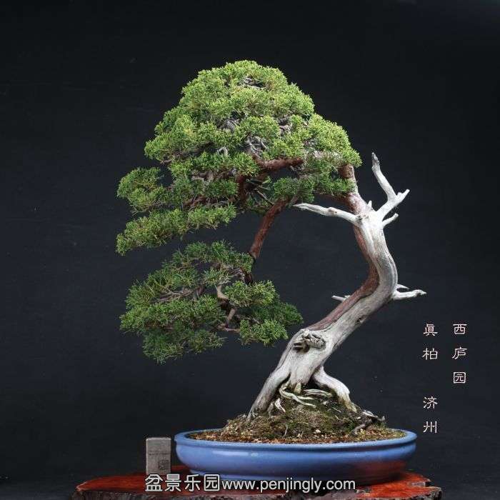 bonsai15110616.jpg