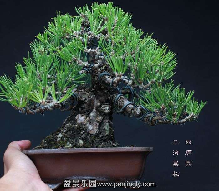 bonsai15110604.jpg