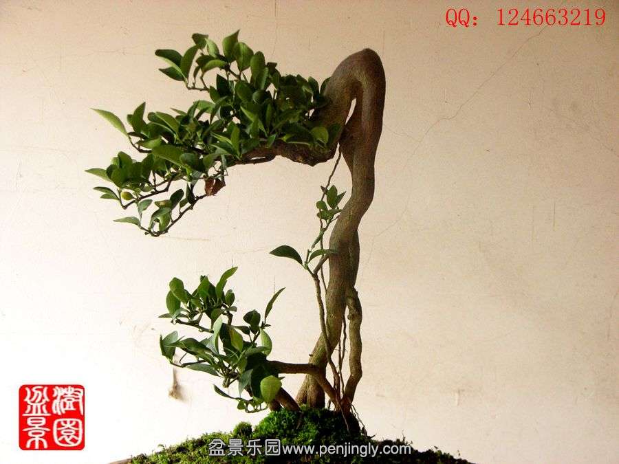 IMG_1832__.jpg