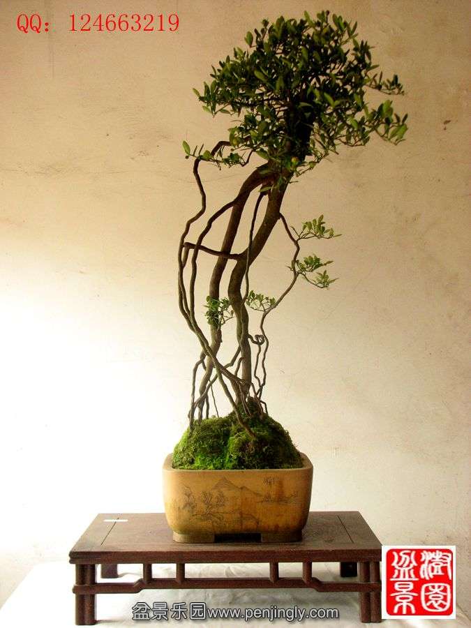 IMG_1838__.jpg