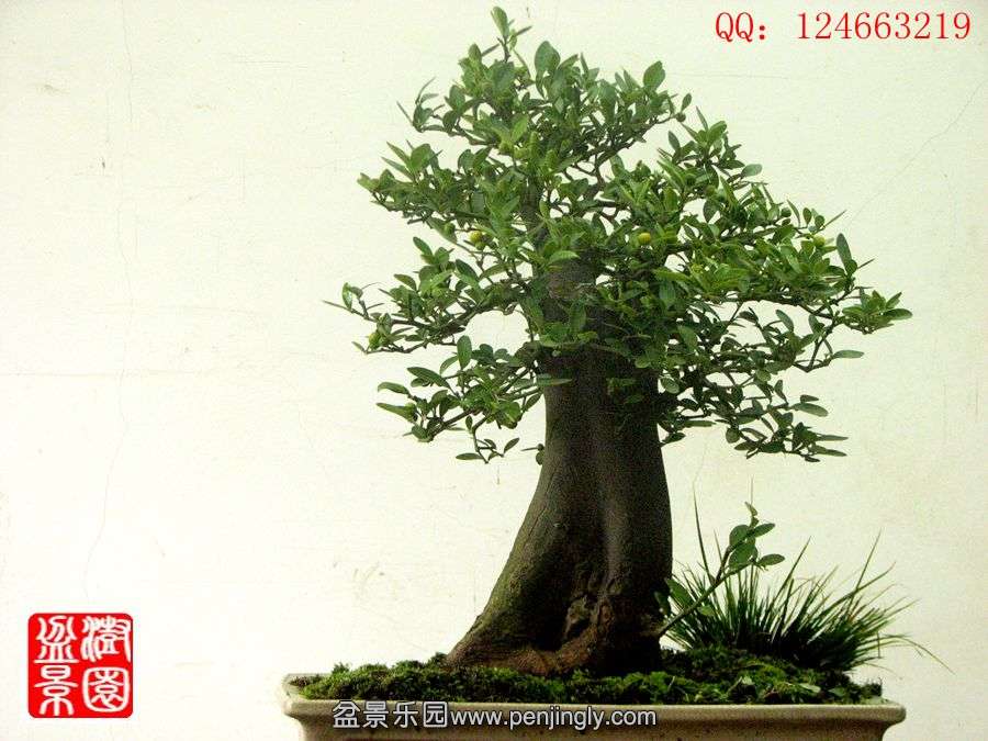IMG_1901__.jpg