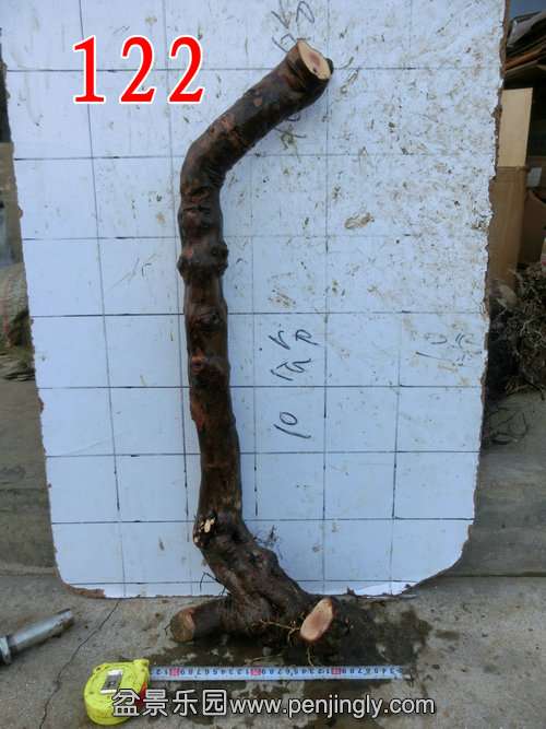 CIMG8853.JPG