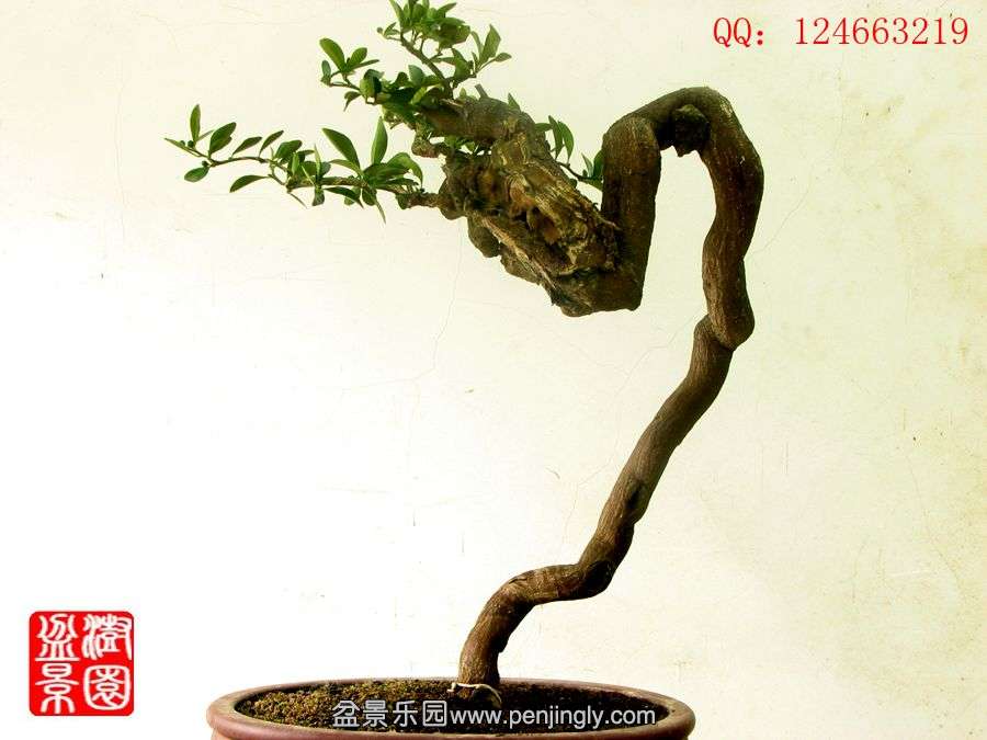 IMG_1919__.jpg
