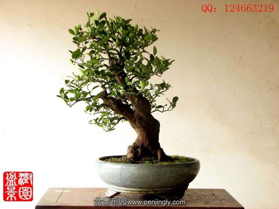 IMG_1964__.jpg