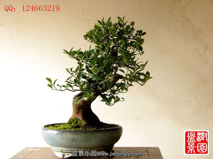 IMG_1966__.jpg