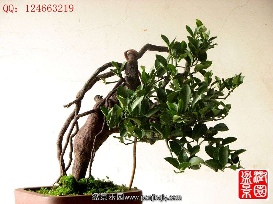 IMG_1998__.jpg