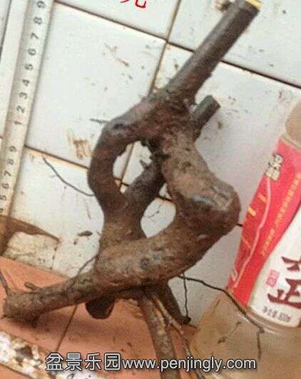 ԭͼ