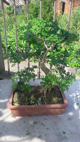20150625_084529.jpg