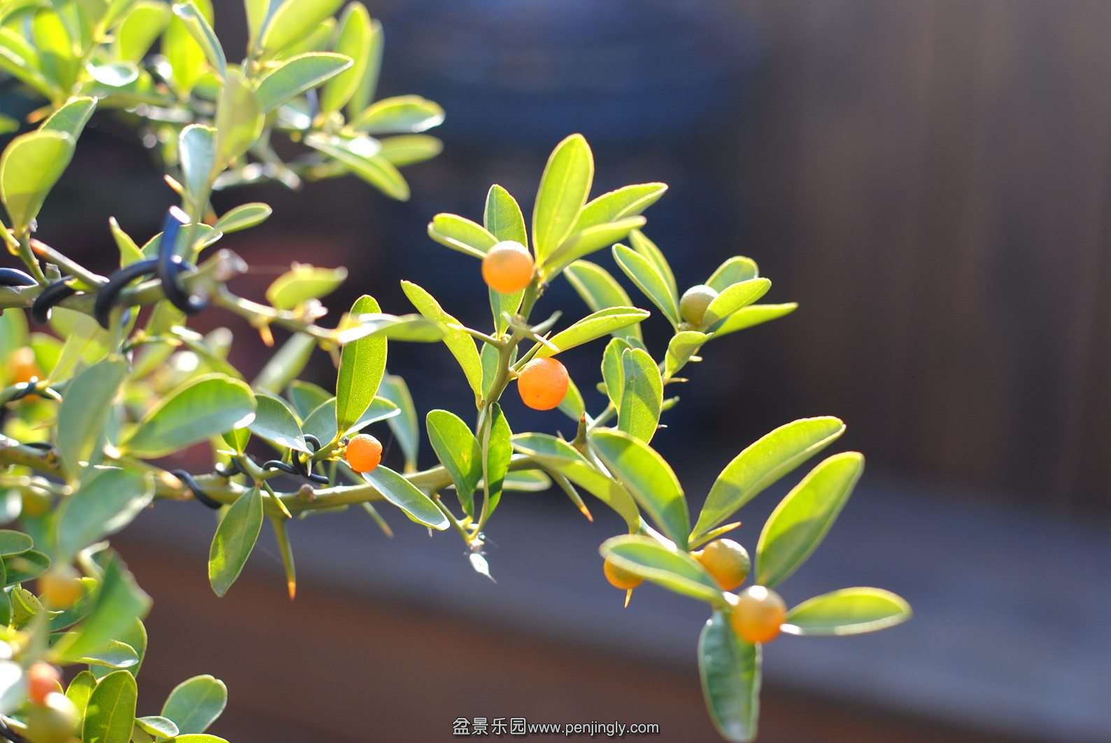 DSC_0544.JPG