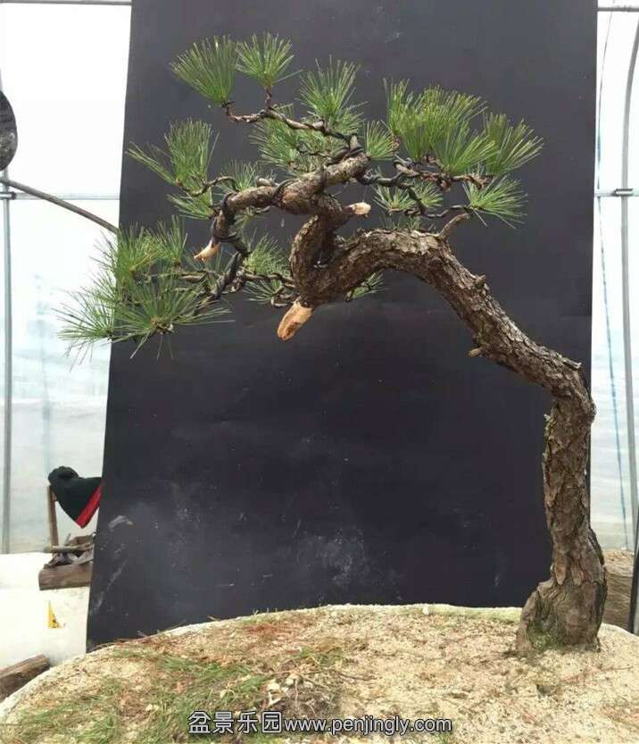 QQͼƬ20151214150910_.jpg