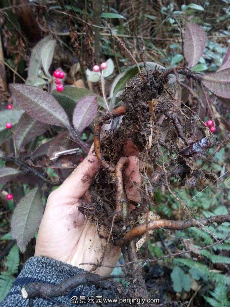 IMG_20151216_110946_234.jpg