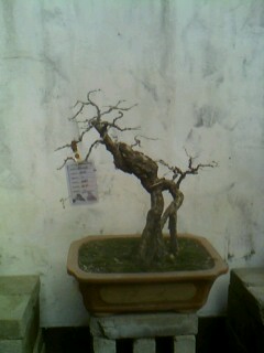 IMG0128A.jpg