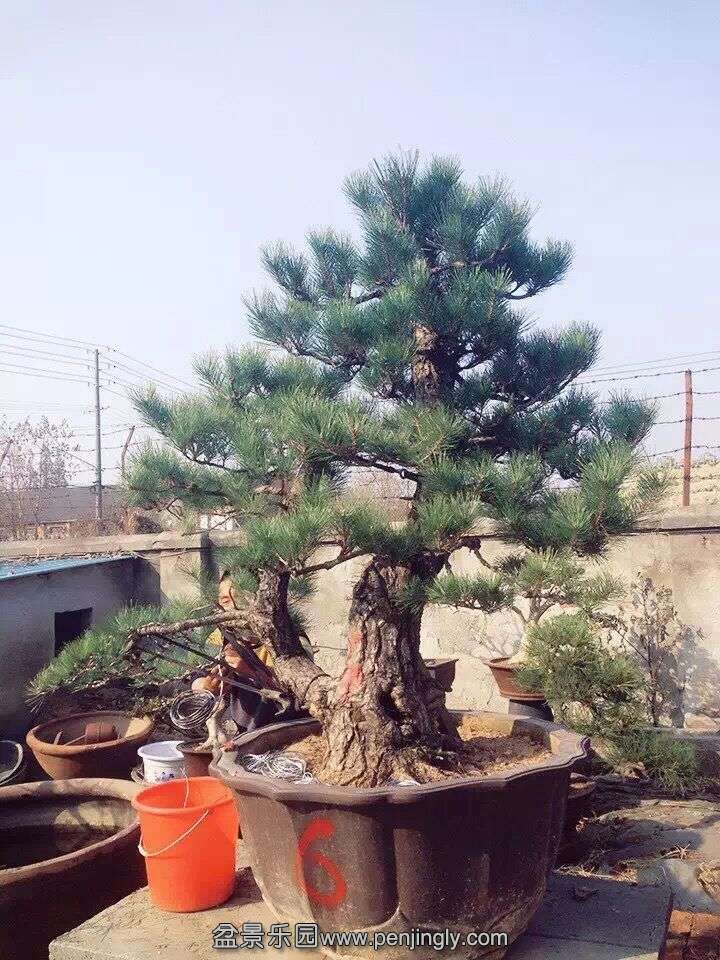 481.jpg
