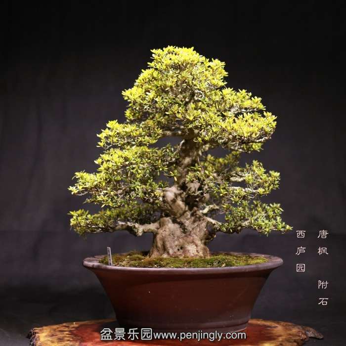 bonsai15121926.jpg