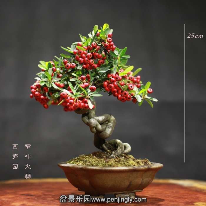 bonsai15121812.jpg